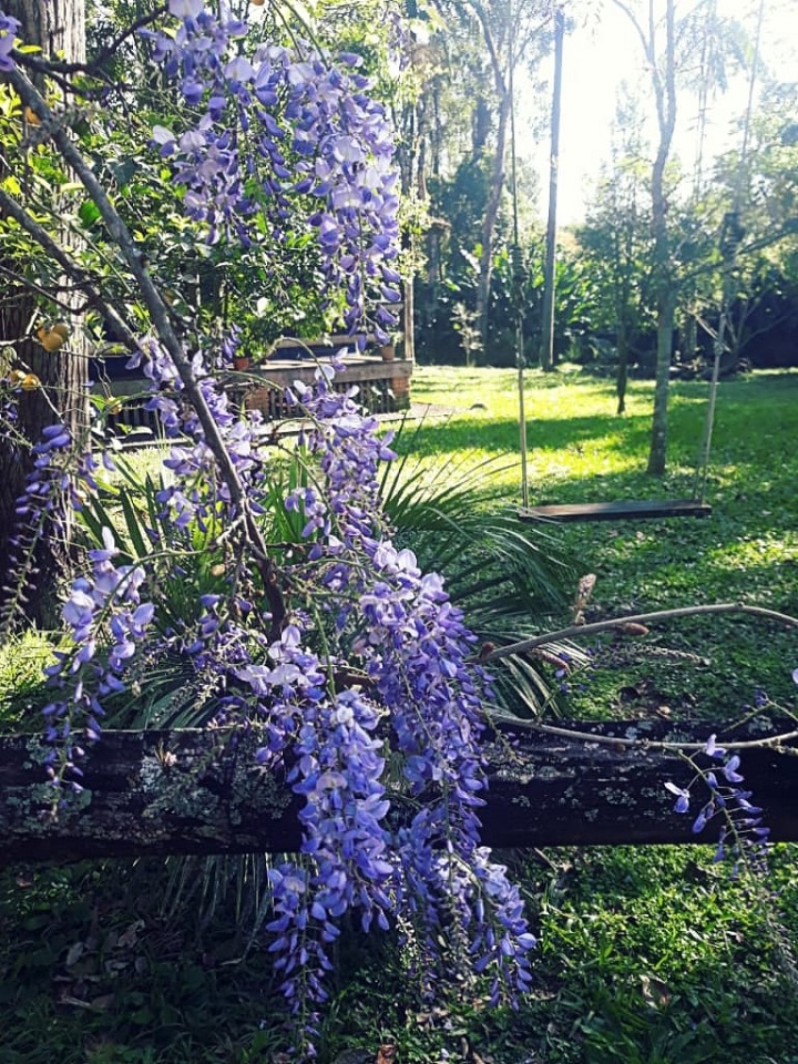 Wisteria Planta